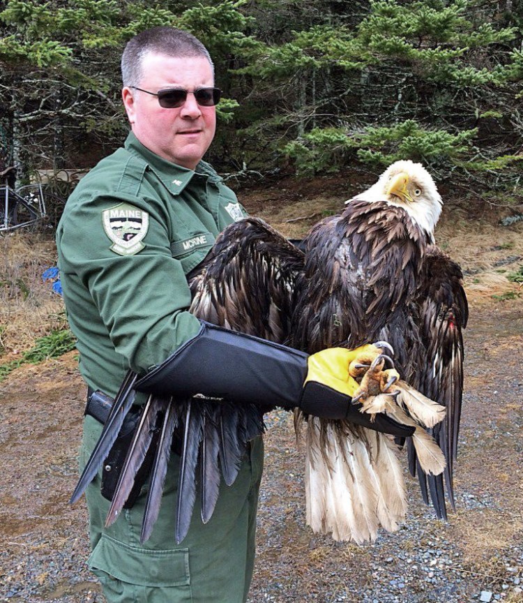 Game Warden Joe McBrine found this injured bald eagle on Friday in Washington County – and found that it was banded on June 21, 1983. 