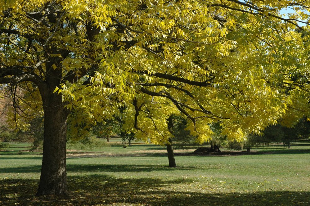 This undated photo provided by the Morton Arboretum in September 2012 shows blue ash trees. On Thursday, Sept. 14, 2017, the International Union for the Conservation of Nature said five prominent species of ash tree in the eastern U.S. have been driven to the brink of extinction from years of lethal attack by the ash borer beetle. 