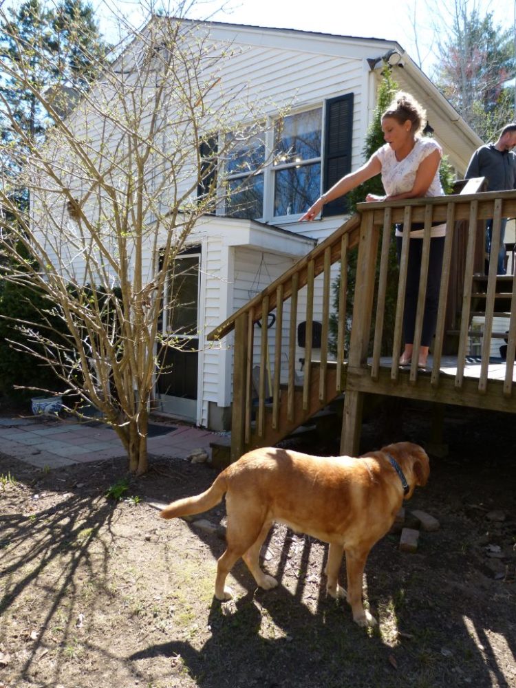 Jennifer Herbert of Topsham shows where a gray fox was when it attacked two dogs at her fiance’s home on Pond Road in Bowdoinham before biting her Tuesday night. 