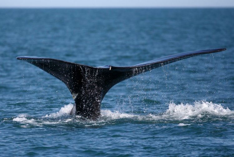 A North Atlantic right whale appears at the surface of Cape Cod Bay off the coast of Plymouth, Mass., in March 2018. Michael Dwyer/Associated Press