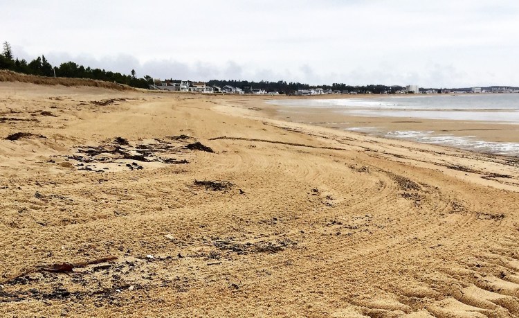 The beach in Saco cleared of woody debris after the Army Corps' clean up in April. 