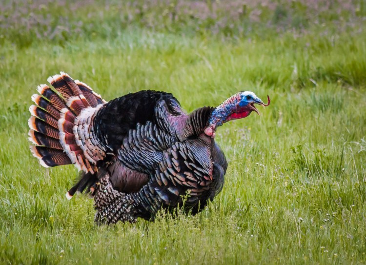 Maine's spring wild turkey season will open early for youth and adults, due to the COVID-19 pandemic. 