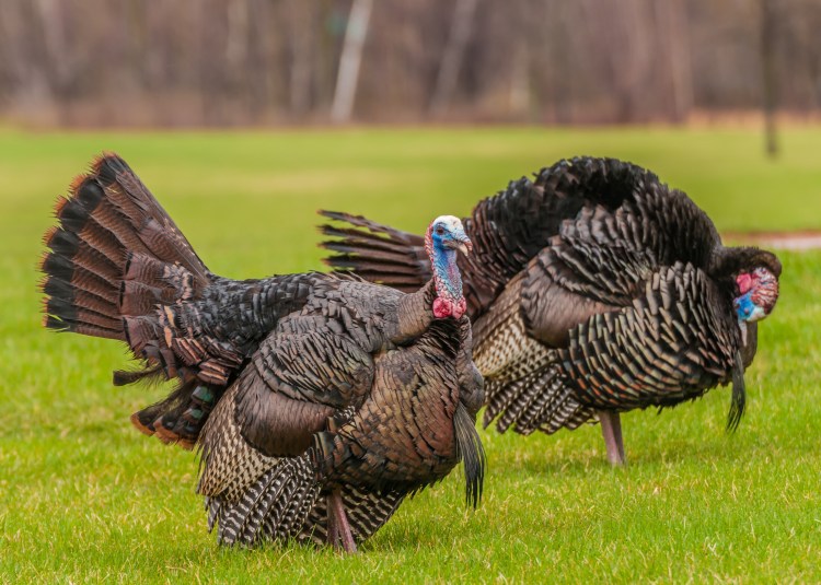 On rainy days, turkeys typically linger longer on the roost, a fact that is useful for foul weather hunters to know. 