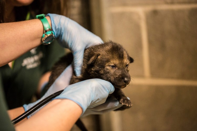 The Lincoln Park Zoo is taking part with other zoos in a Red Wolf Species Survival plan to increase the red wolf population. They are the first new litter or red wolf pups at the zoo in nearly a decade. 