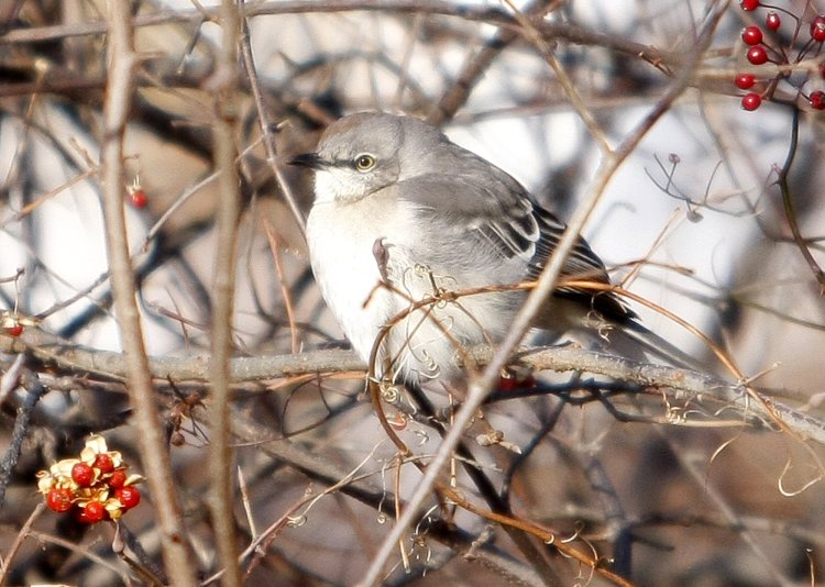 A Northern mockingbird  along the Presumpscot River. A male Northern Mockingbird may known more than 150 songs. 