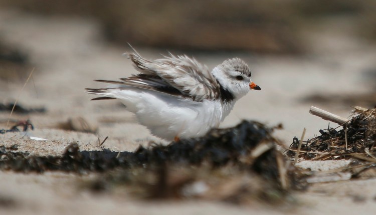 An adult piping plover "puffs up" while protecting a nest in Old Orchard Beach in June 2019. Maine Audubon has worked for decades to protect these endangered birds. This year, biologists saw a record number of piping plover chicks.