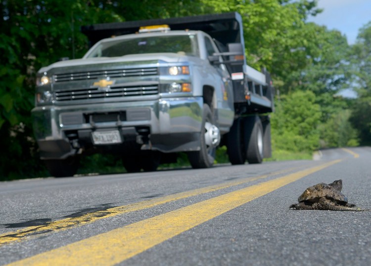 A truck slows down to avoid a snapping turtle as it crosses Vaughan Road in Hallowell in June. Maine Audubon and state wildlife officials are trying to map out the places where animals are most at risk of being struck by a vehicle.