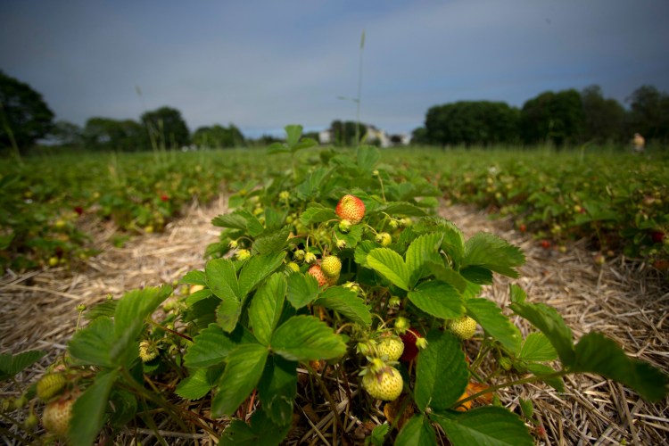Maxwell's Farm in Cape Elizabeth and other farms are experiencing a delayed season for strawberries because of the stretch of abnormally cold temperatures this spring.