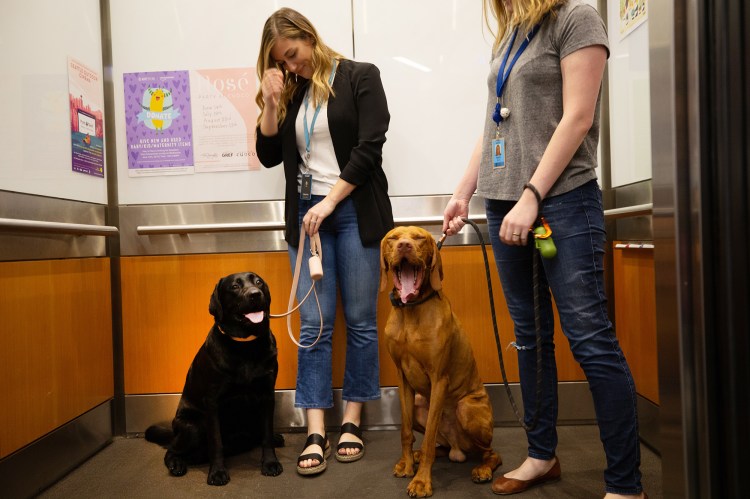 Lauren Lee, left, and Agata Skora with their dogs, Emmy and Manu, head up the elevator for a day of work with their owners at Amazon in Seattle on June 11. As lines blur between work and home, and people and pets bond in new ways, companies nationwide are finding that dog-friendly perks are relatively cheap compared with health plans and other conventional benefits.