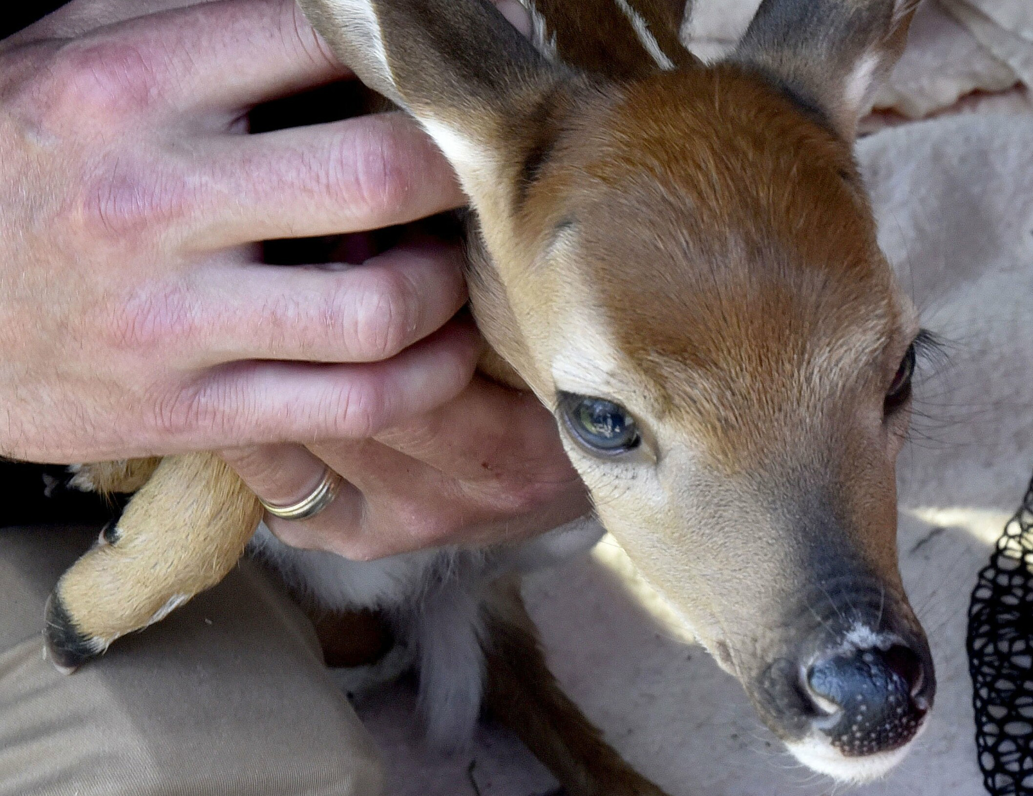 Baby Deer Crying Discounted www.psychology.uoc.gr