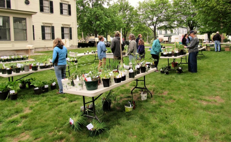 A pre-pandemic plant sale at the Bethel Library in 2019. This year, plants sales are a mix of advance online ordering and just show up and buy. 