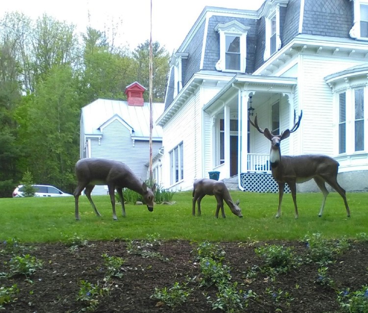 These deer sculptures, shown on the lawn of Dominick and Louise Rinaldi in Skowhegan, are in police custody, having been recovered Friday night after the Rinaldis reported them stolen earlier in the week. (Contributed photo)