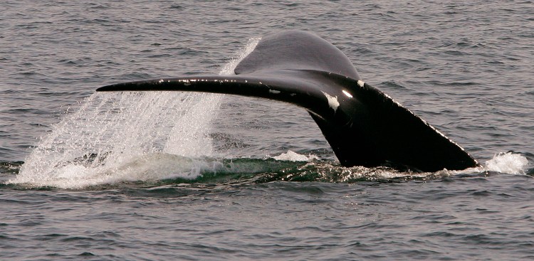 A rare North Atlantic right whale dives in Cape Cod Bay near Provincetown, Mass., in 2008.