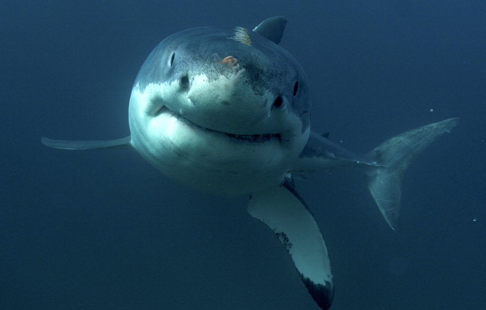 Intertidal: Maine waters home to several shark species, including great  whites