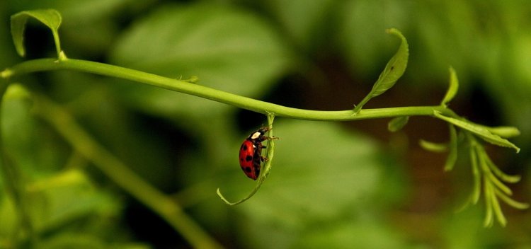 Ladybugs like to eat aphids, so attracting ladybugs is an excellent way to discourage aphids. 