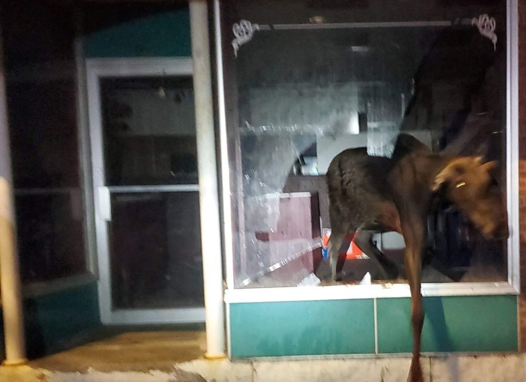 A moose walks into a pizza place … and even in Dover-Foxcroft that’s a ...