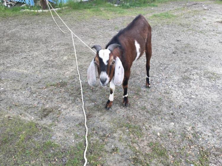 This goat was restrained by Oakland Police Officer Jacob Earle after it reportedly chased a woman down a street in the town Sunday morning.