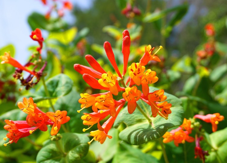 A trumpet honeysuckle is both beautiful and good for pollinators. The Native Plant Trust lists it as one of eight plants it has collectively dubbed a "Pollinators' Feast."