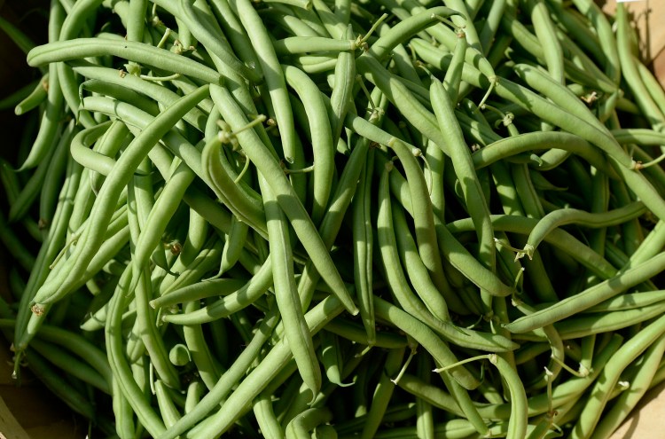 Local green beans are ready about now, but Maine Gardener columnist Tom Atwell is not a fan. 