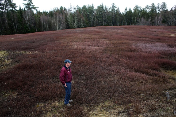 Courtney Hammond looks out over his family's blueberry fields in Harrington last spring. Harvests in 2018 were down compared with previous years, but prices paid to farmers rebounded.
