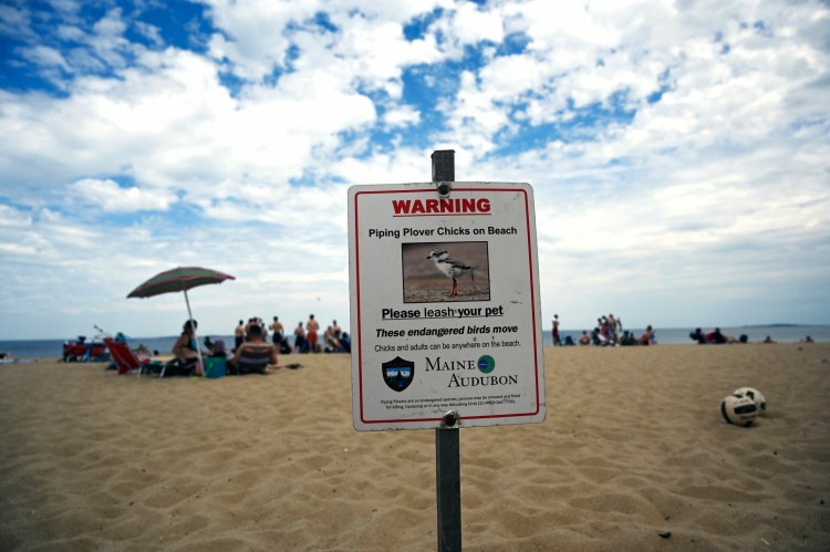 A sign warning beach-goers that piping plover chicks are on Old Orchard Beach.