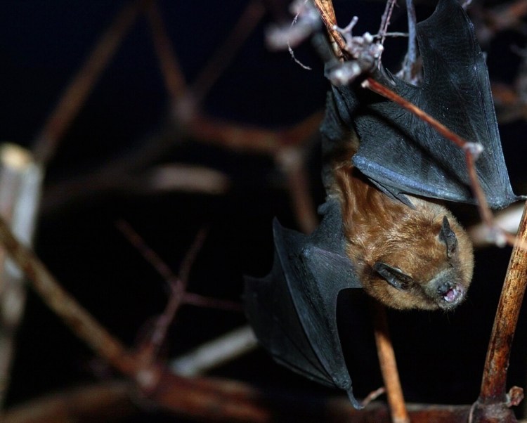 A bat flies through Hallowell. The Maine Department of Inland Fisheries & Wildlife is collecting population data on bats.