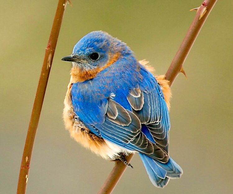 An Eastern bluebird perches along the Kennebec River in Pittston. The continent has lost nearly 3 billion birds representing hundreds of species over the past five decades. 