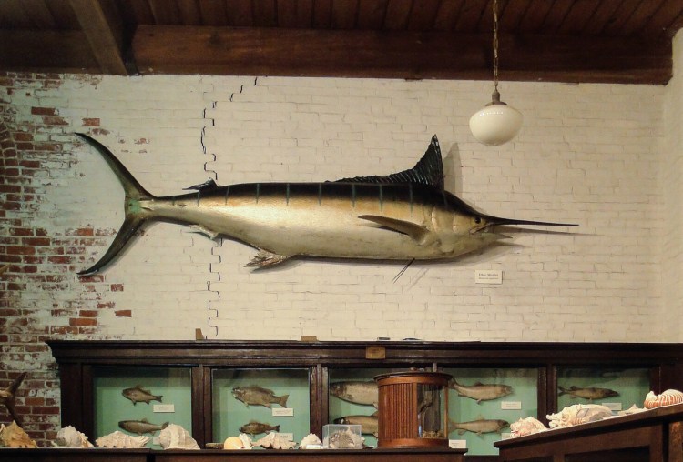The blue marlin caught in 1935 in Bimini by Ernest Hemingway  on exhibit in the L.C. Bates Marine Life Gallery.
