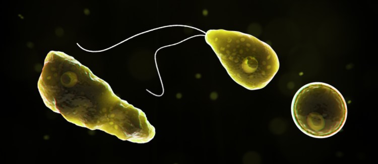 Computer-generated representation shows, from left, Naegleria fowleri in its ameboid trophozoite stage, in its flagellated stage, and in its cyst stage.