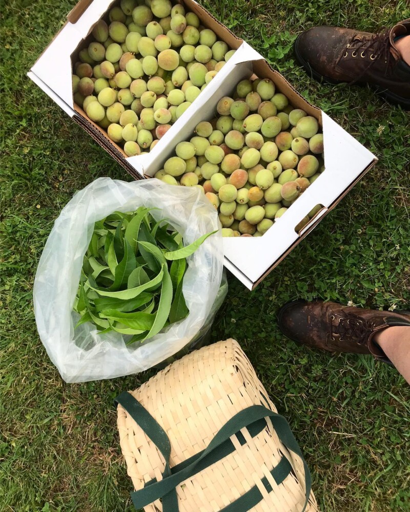 Peach season is here, and chefs are finding ways to use the fruit, ripe or  unripe – even its leaves