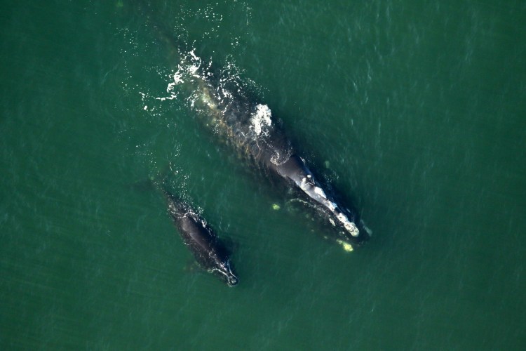 Clipper the right whale and her calf are seen just off the beach near Ponce Inlet in Florida in 2016. This week,  biologists and scientists gathered around her body on a distant beach at Grand Etang, Quebec.