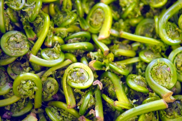 Fiddleheads are a sure sign of spring in New England. But what is the best – and the safest – way to cook them?