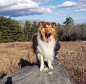 Sea Dogs sever ties with Shain's of Maine's “Sea Dog Biscuit” after the  owner uses racial slur