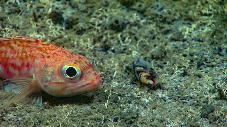 Lnb Fish Canadian company wins approval for new lobster bait fish