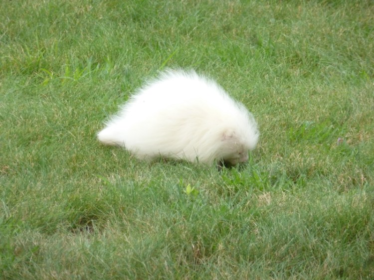This rare, albino porcupine was spotted on the front lawn of the Seashore Trolley Museum in Kennebunport Tuesday. 