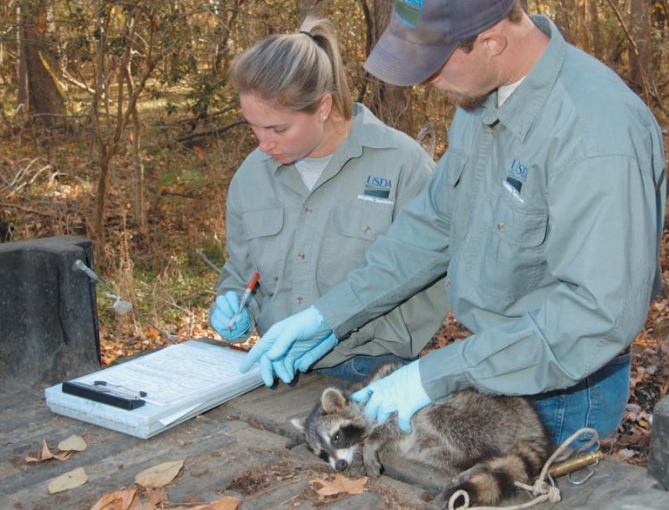 Biologists take a tissue sample from an anesthetized raccoon. The test will determine whether or not this animal ingested enough rabies vaccine to be protected. Baiting rabies vaccines is part of Wildlife Services’ National Rabies Management Program. 