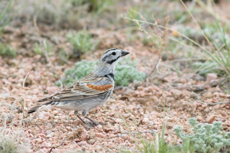 The McCown's longspur was named for Capt. John Porter McCown, who served in the Confederate Army. A proposal before a committee of the American Ornithologists Society sought a name change to avoid its association with slavery. 
