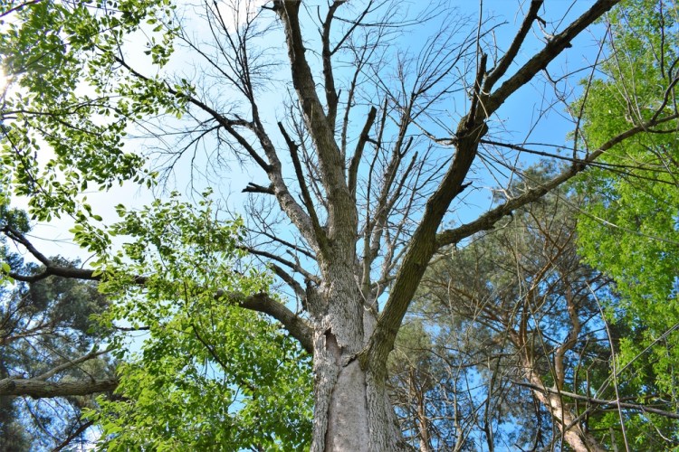 This ash tree was killed by the emerald ash borer, an invasive pest that is now in Maine. A Maine Audubon program at its annual native plant sale on Saturday in Falmouth will take a multicultural perspective on protecting the tree. 