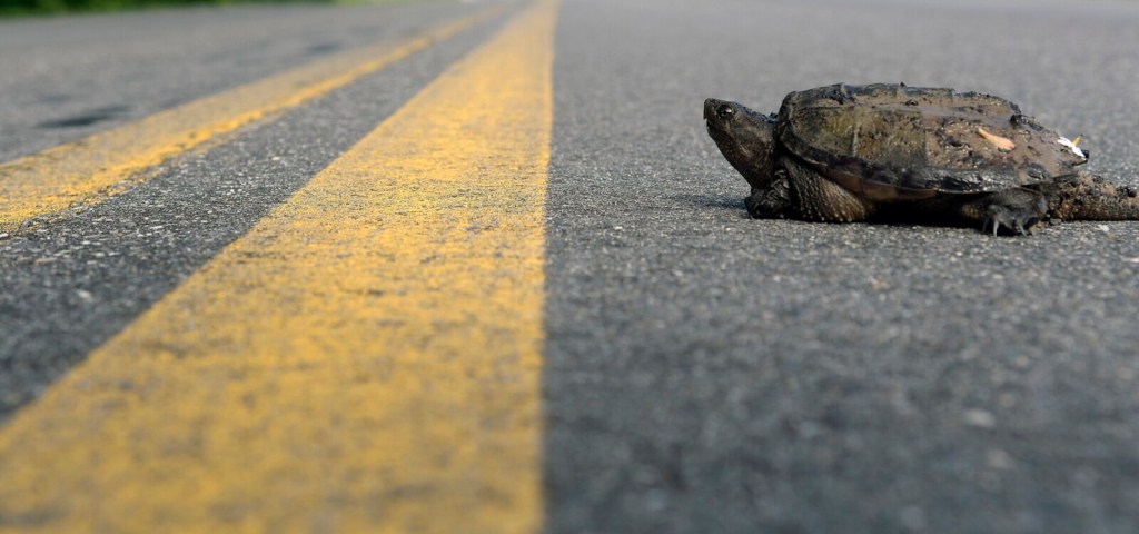 LITCHFIELD, ME - MAY 19: A Snapping Turtle approaches Wednesday June 19, 2019 the center line of the Vaughan Road in Hallowell. Reptiles, amphibians as well as amphibians - such as deer - are all traveling down roads in Maine in late spring.Staff photo by Andy Molloy