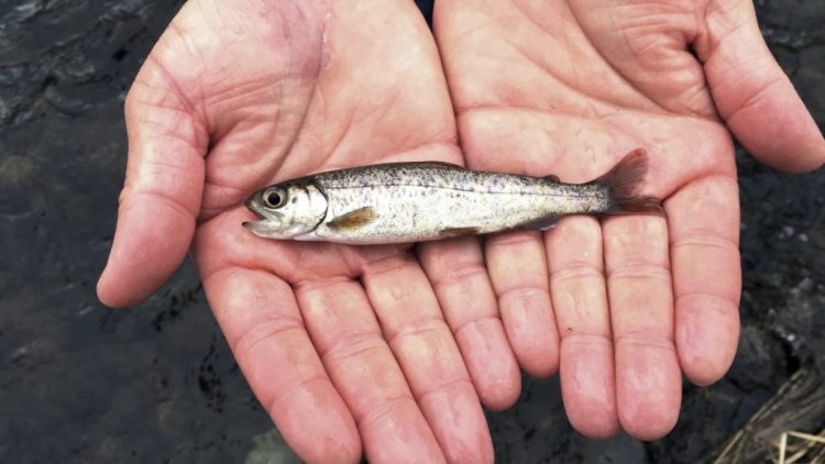 A juvenile coho salmon is held by a fish biologist in northeastern Oregon in March 2017. Three populations of coho salmon will be added to the federal list of overfished species.