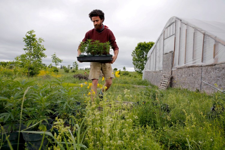 Ben Rooney, co-owner of Wild Folk Farm, moves hemp clones in preparation for planting. The farm grew about 300 organic hemp plants this year. Starting in December, makers of CBD products can use certified hemp grown out of state for their products. This summer, the state had imposed a ban on out-of-state hemp, saying all CBD manufactured in Maine had to come from Maine-grown hemp. 