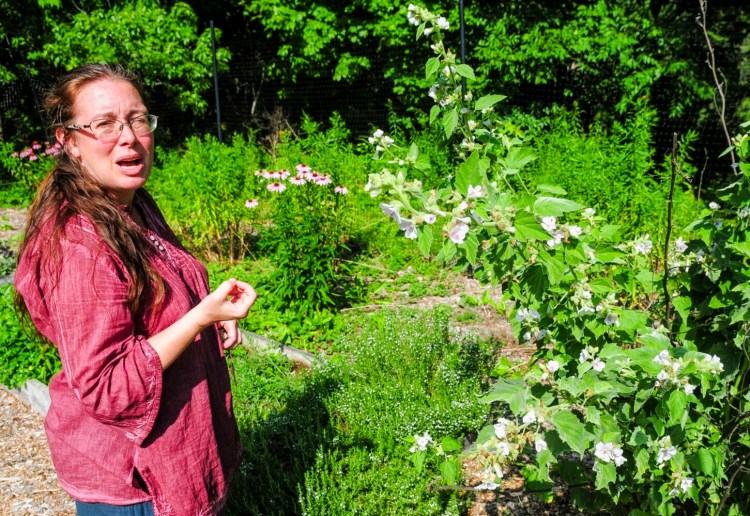 Jessica Gorton talks about marshmallow flowers, at right, in her garden on Friday at Mother Jess Herbals in Readfield.