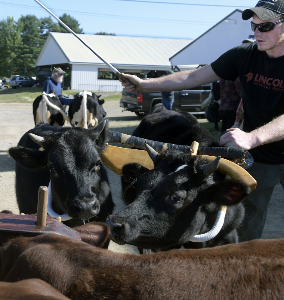 Steers and teamsters greet Sunday during a pull on the first day of the Windsor Fair.