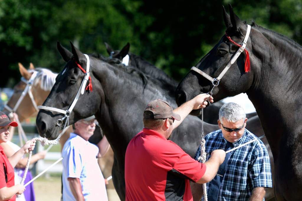 WINDSOR, ME - JULY 25: Judge Mark Christman, right, evaluates draft horses Sunday during a show on the first day of the Windsor Fair.