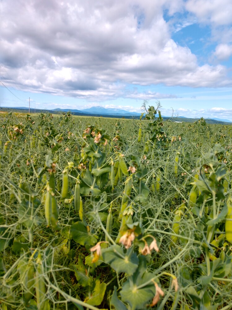 In the town of Benedicta in Aroostook County, a field filled with yellow field peas ripen as they await harvest and a trip to the Maine Grains mill in Skowhegan, where they will be turned into yellow pea flour and sold to chefs.  