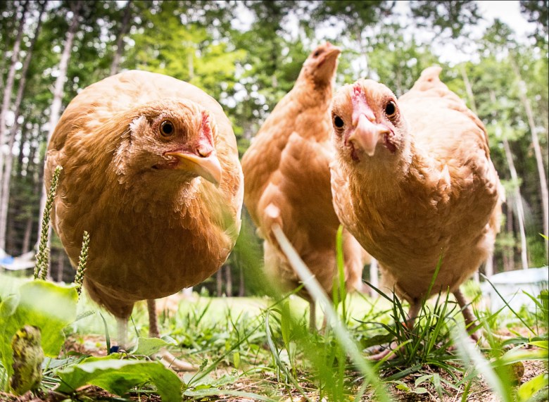 Waterville man seeks fewer city restrictions on keeping chickens