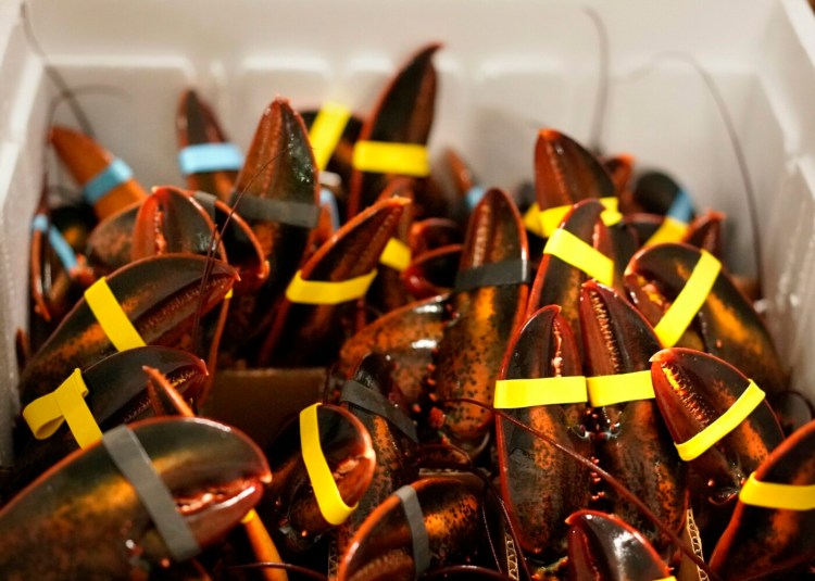 In a special box in which lobsters are packed vertically in dividers, lobster claws stick up before being covered with foam and ice packs  at Maine Coast in York.