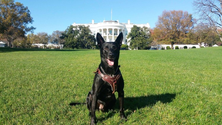Secret Service canine Hurricane poses for  his retirement photo on White House lawn in 2016.