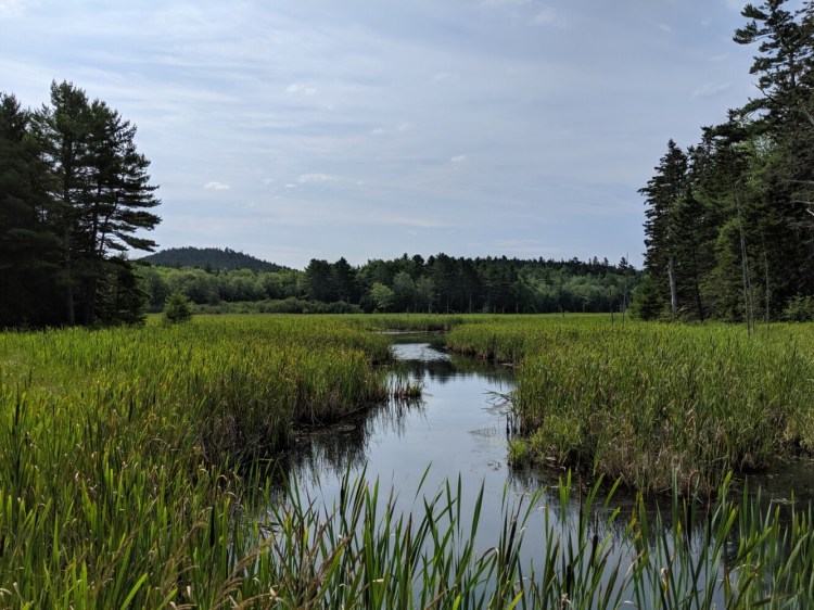 Beaver flowage on Holbrook Island Preserve, with Bakeman Mountain in the background. The preserve is pristine. 