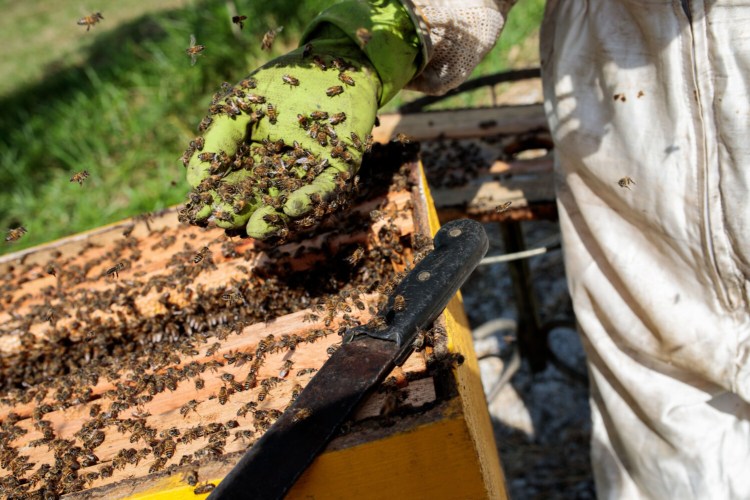 European honey bees at a beehive in Sao Roque, Brazil in July; around half a billion bees died in four of Brazil's southern states in the year's first months. 